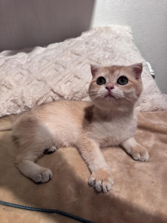 Chichi