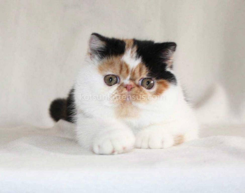 Tamiko Exotic Shorthair Tricolor Calico Girl photo 9