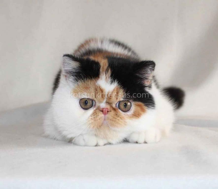 Tamiko Exotic Shorthair Tricolor Calico Girl photo 6