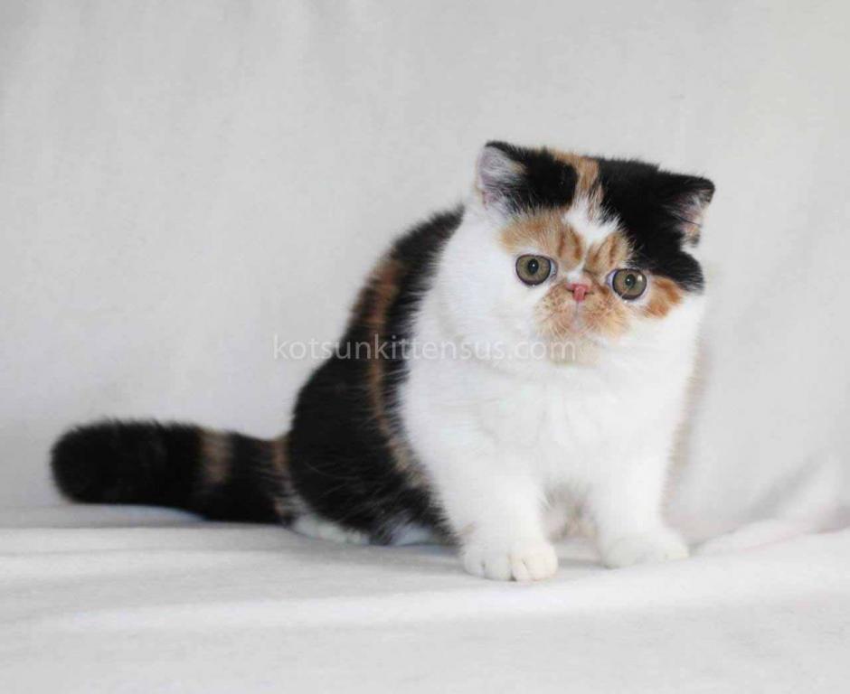 Tamiko Exotic Shorthair Tricolor Calico Girl photo 8