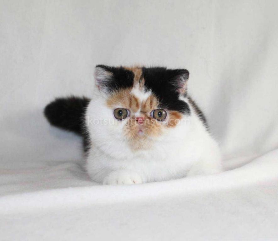 Tamiko Exotic Shorthair Tricolor Calico Girl photo 3