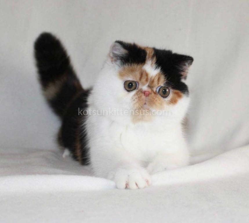 Tamiko Exotic Shorthair Tricolor Calico Girl photo 7