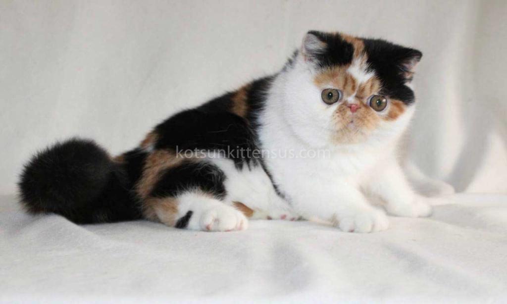 Tamiko Exotic Shorthair Tricolor Calico Girl