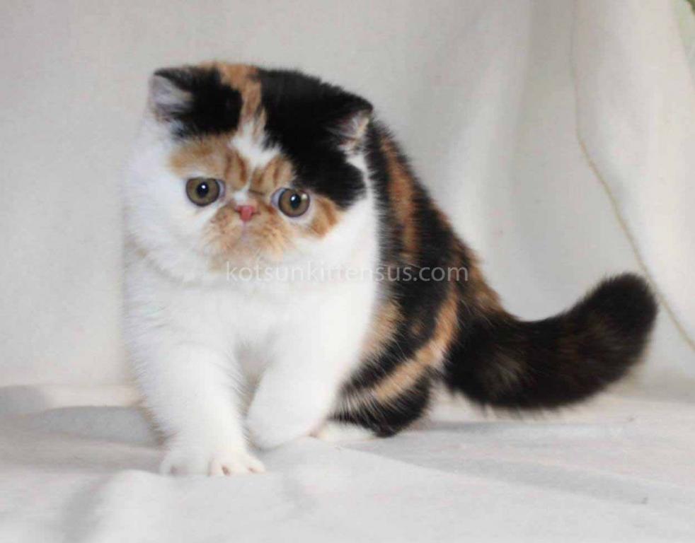 Tamiko Exotic Shorthair Tricolor Calico Girl photo 10