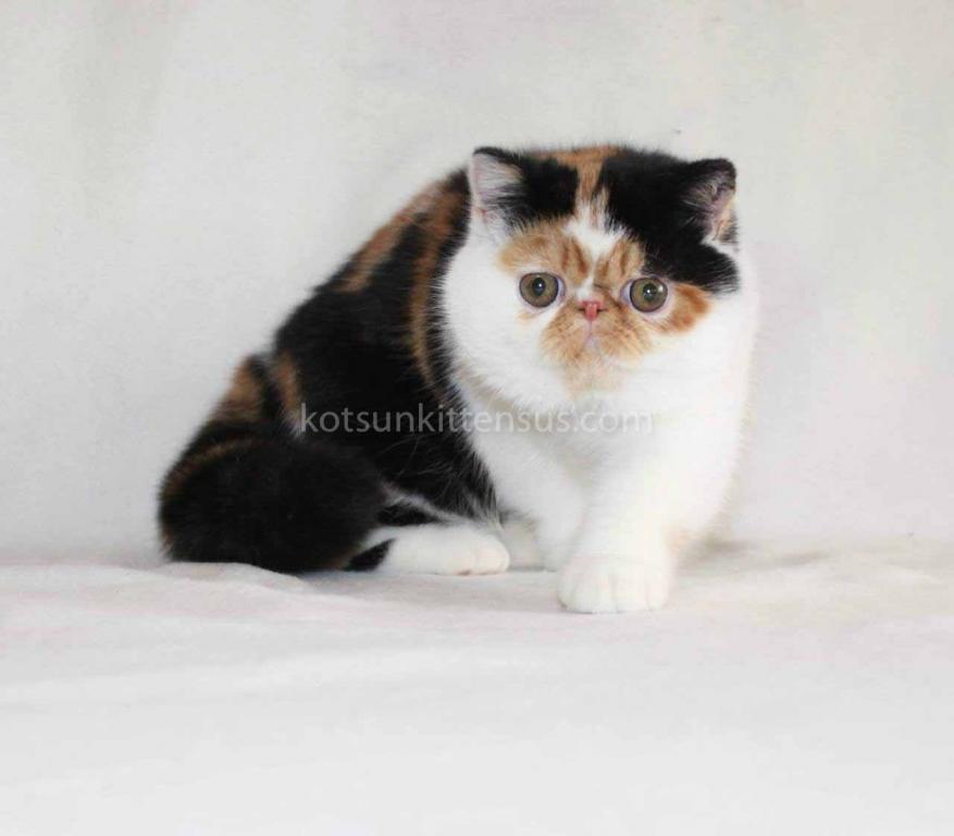 Tamiko Exotic Shorthair Tricolor Calico Girl photo 4