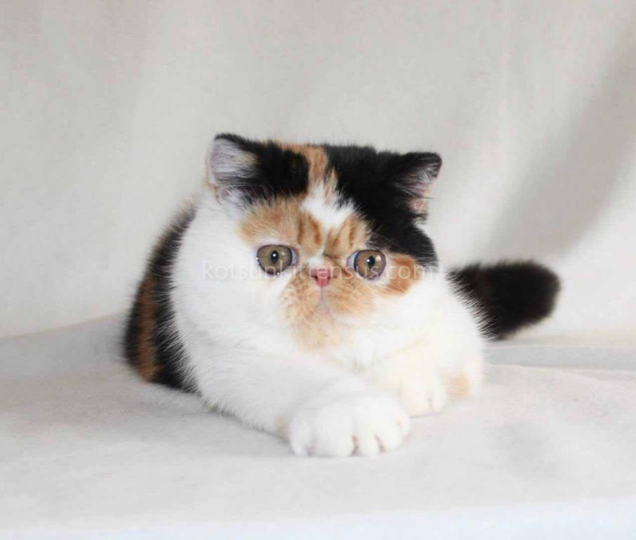 Tamiko Exotic Shorthair Tricolor Calico Girl photo 5