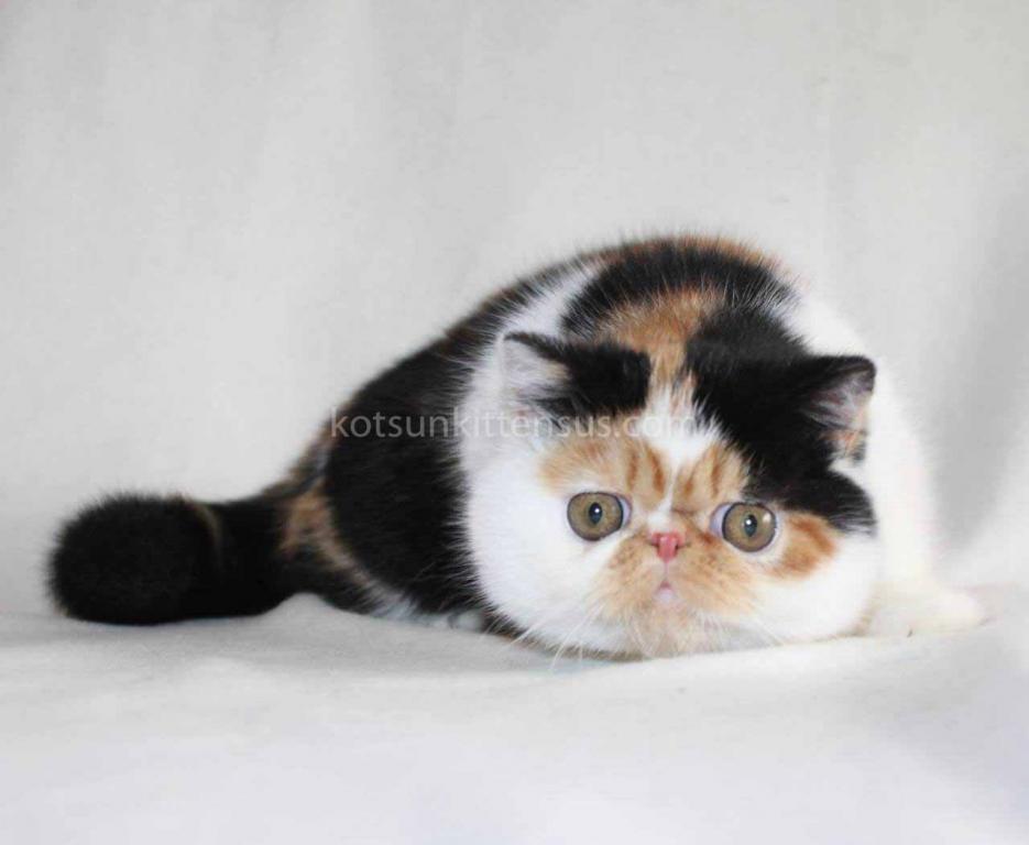 Tamiko Exotic Shorthair Tricolor Calico Girl photo 2