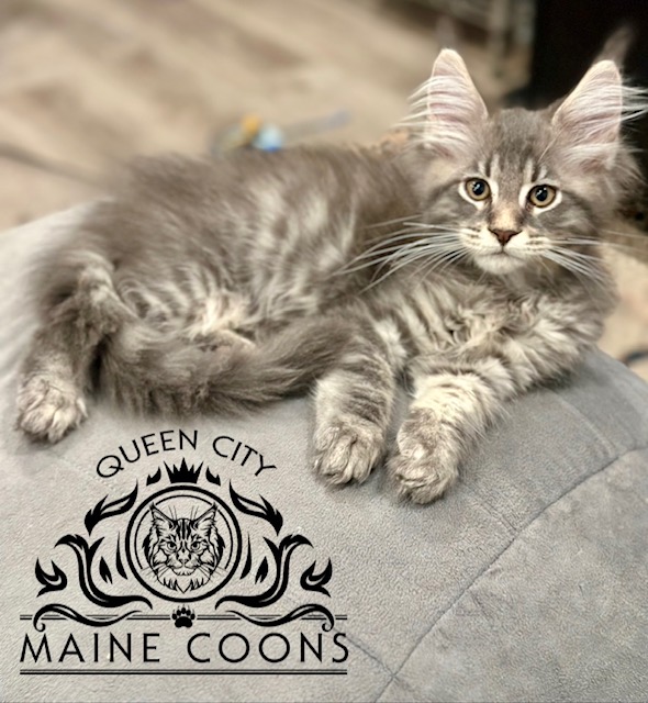 Maine Coon Boy Tica Registered