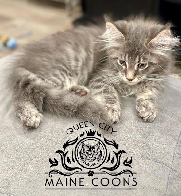 Maine Coon Boy Tica Registered photo 3