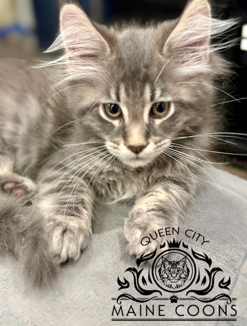 Maine Coon Boy Tica Registered photo 2