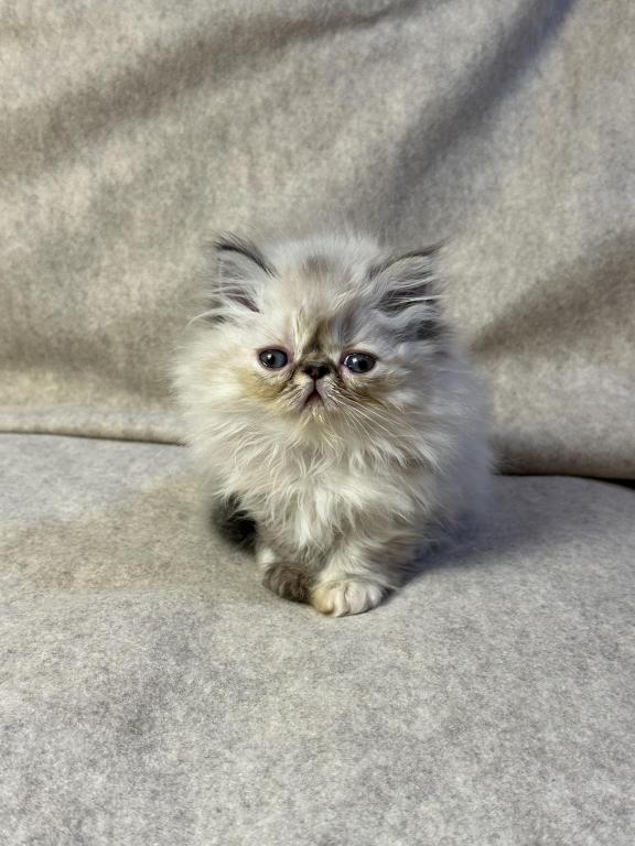 CFA FR09 Rora Tortie Point Himalayan Female photo 3
