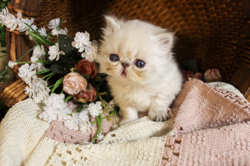 CFA FR09 Rora Tortie Point Himalayan Female photo 4