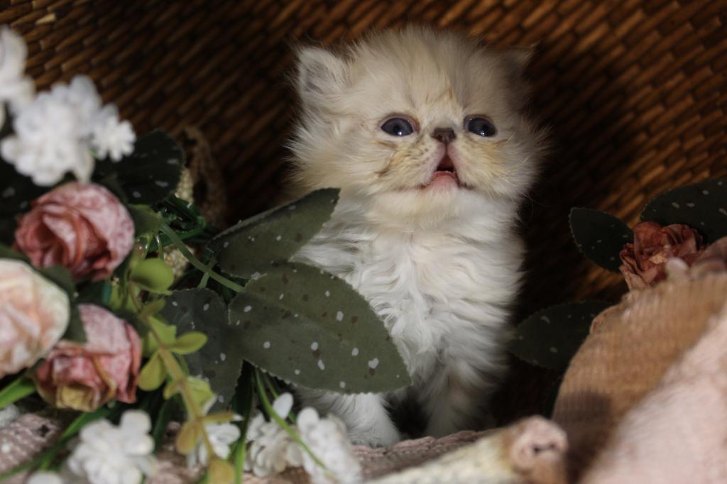 CFA FR09 Rora Tortie Point Himalayan Female photo 5