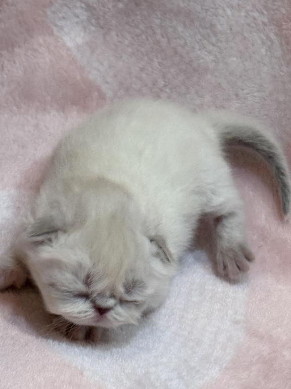 CFA FR09 Rora Tortie Point Himalayan Female photo 6
