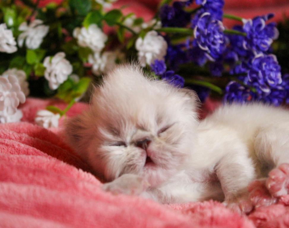 CFA FR09 Rora Tortie Point Himalayan Female photo 7