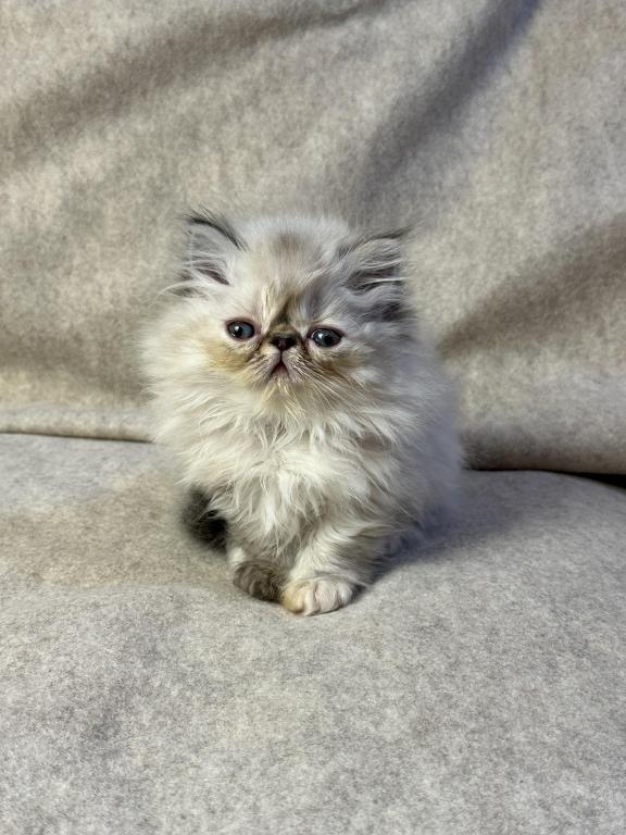 CFA FR09 Rora Tortie Point Himalayan Female photo 1