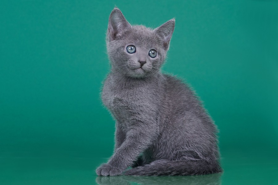 Russian Blue A Marcus photo 5