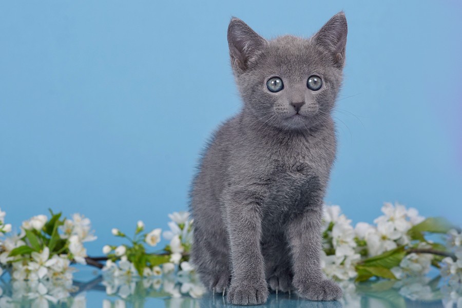 Russian Blue A Marcus photo 2