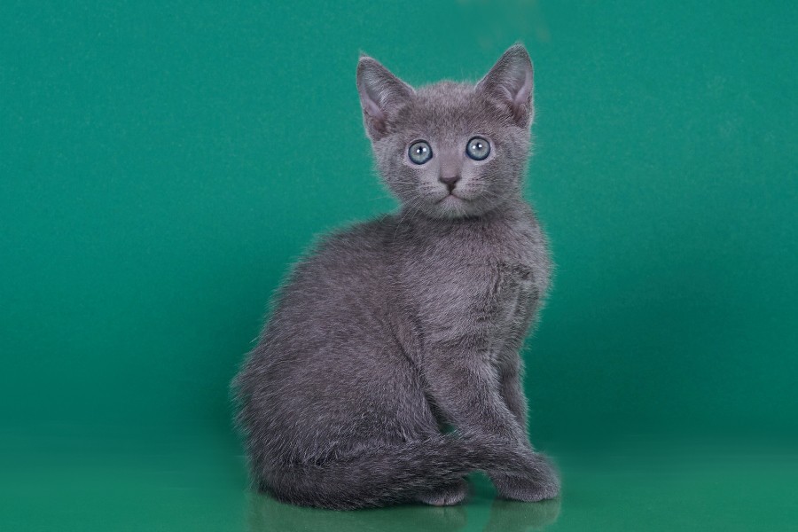 Russian Blue A Marcus photo 3