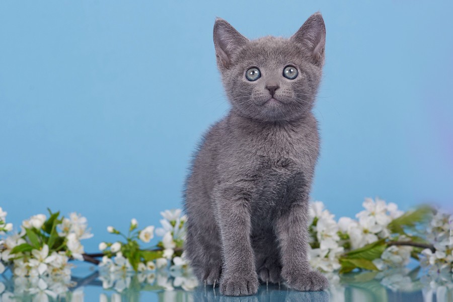 Russian Blue A Marcus photo 4