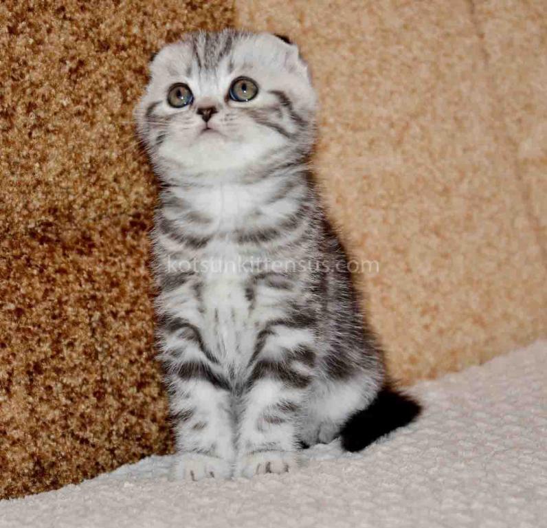 Elke Tiger Girl Black Silver Tabby Scottish Fold photo 4