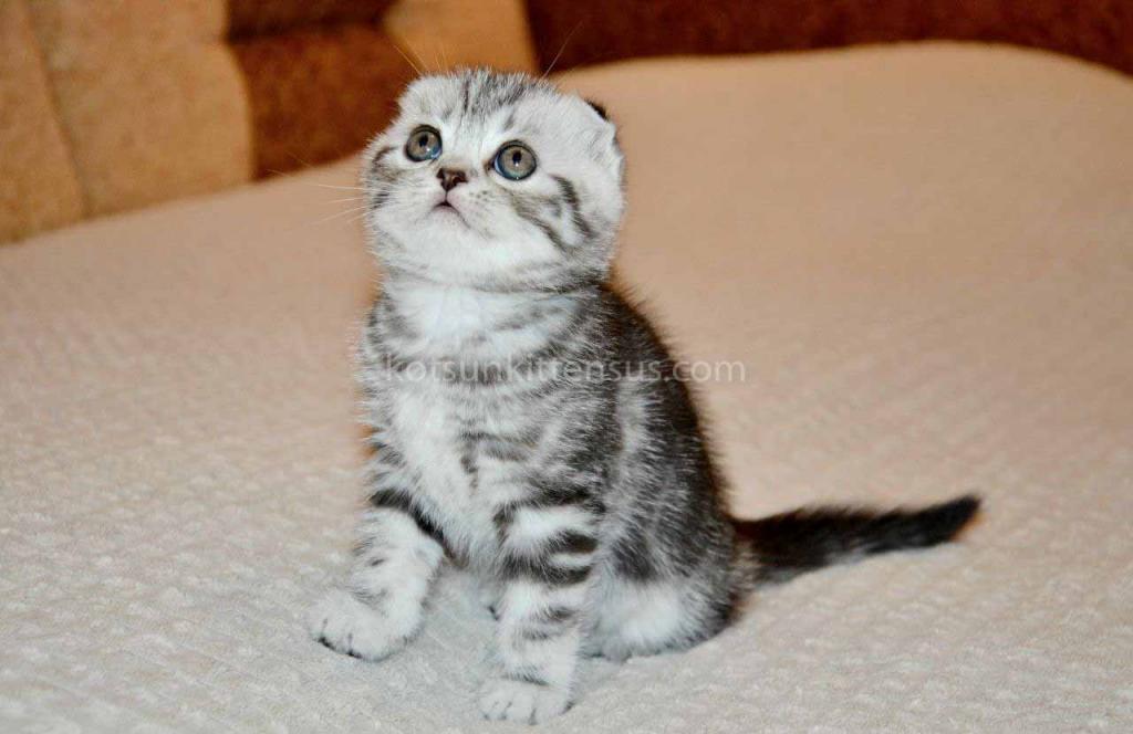 Elke Tiger Girl Black Silver Tabby Scottish Fold photo 2