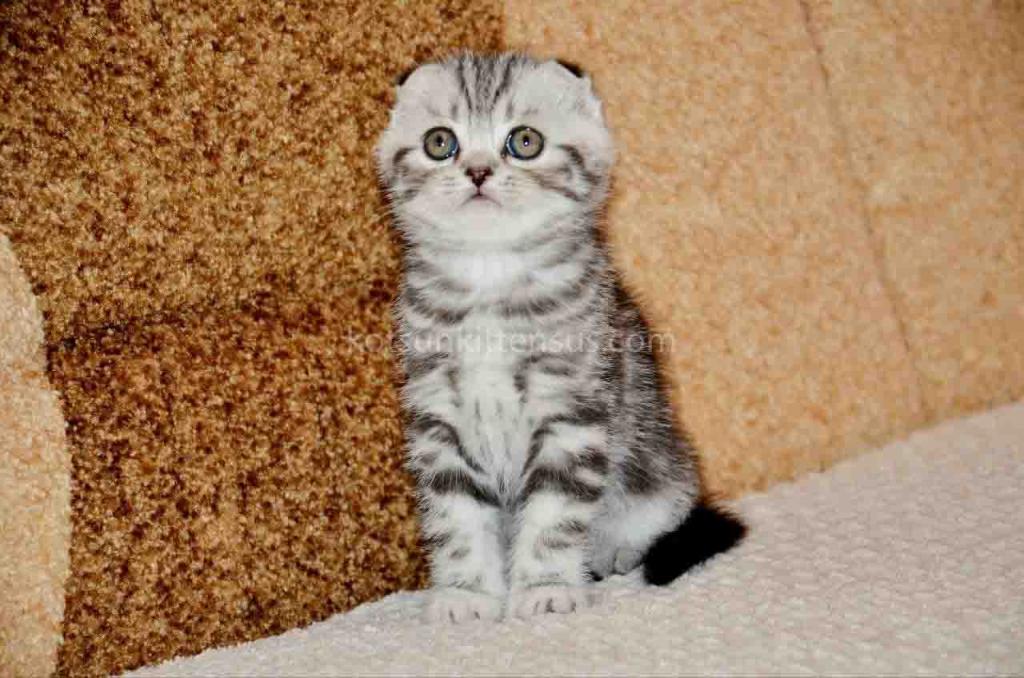 Elke Tiger Girl Black Silver Tabby Scottish Fold photo 3