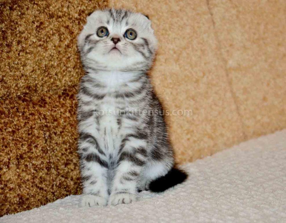 Elke Tiger Girl Black Silver Tabby Scottish Fold photo 6