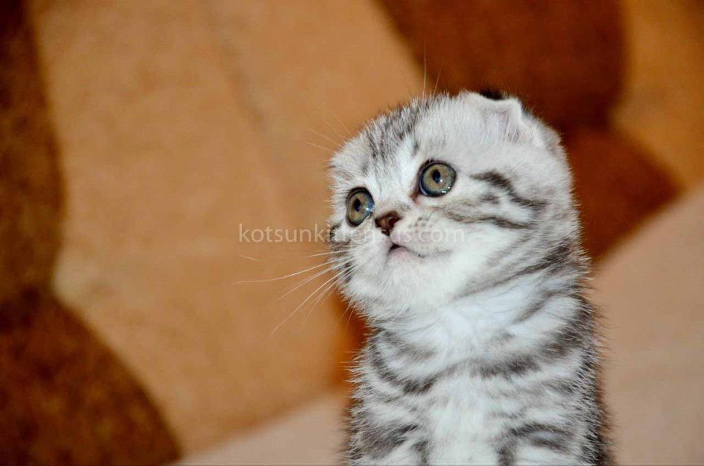 Elke Tiger Girl Black Silver Tabby Scottish Fold photo 8