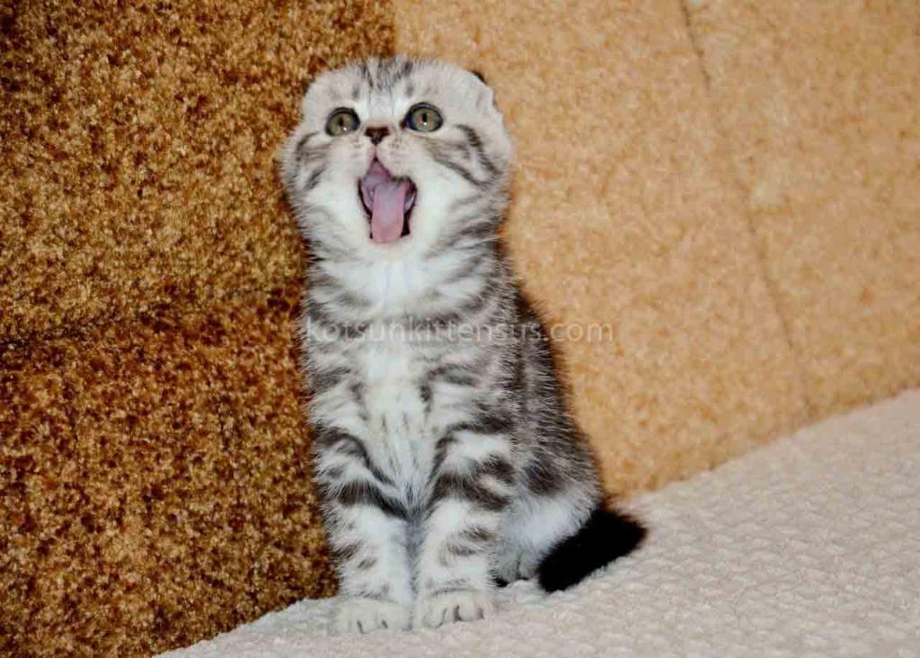 Elke Tiger Girl Black Silver Tabby Scottish Fold