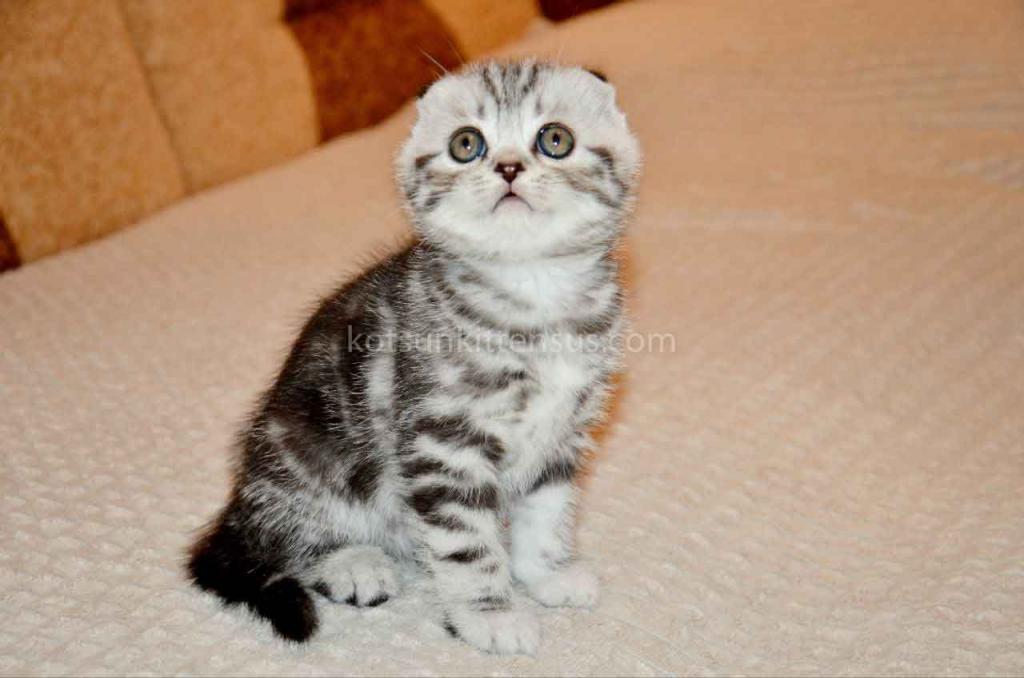 Elke Tiger Girl Black Silver Tabby Scottish Fold photo 7