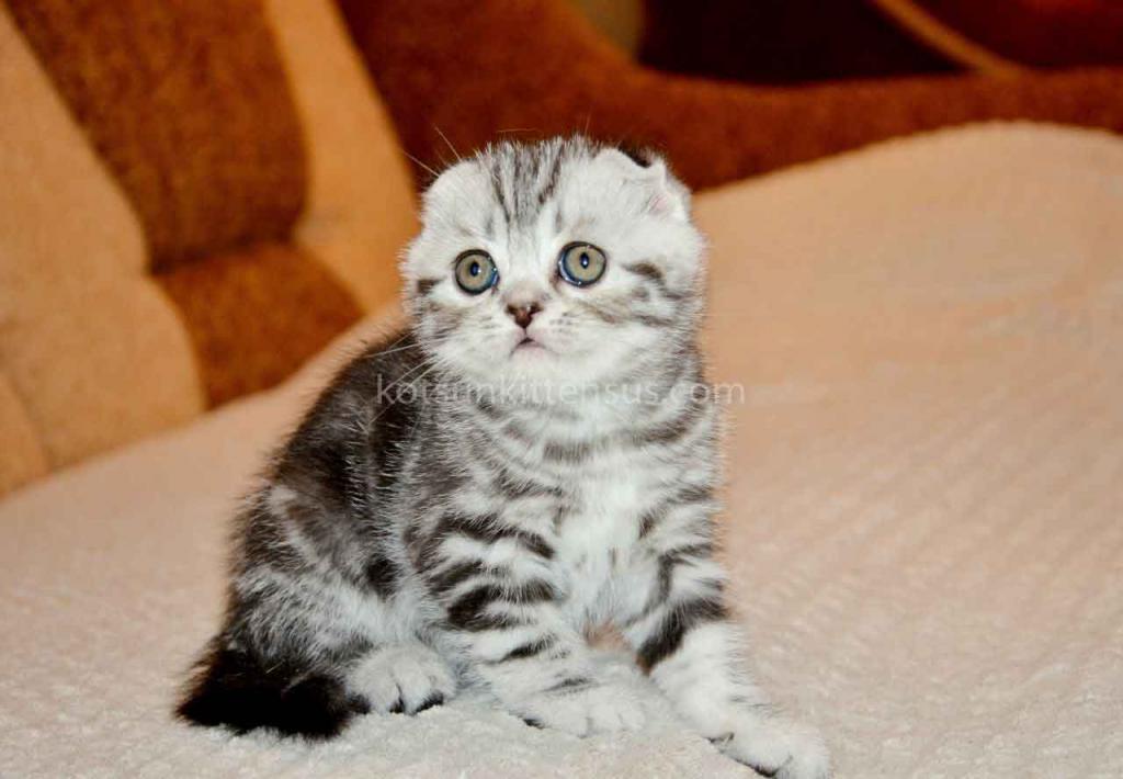 Elke Tiger Girl Black Silver Tabby Scottish Fold photo 5