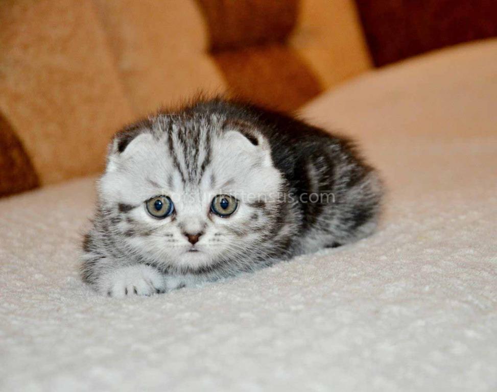 Elke Tiger Girl Black Silver Tabby Scottish Fold photo 10
