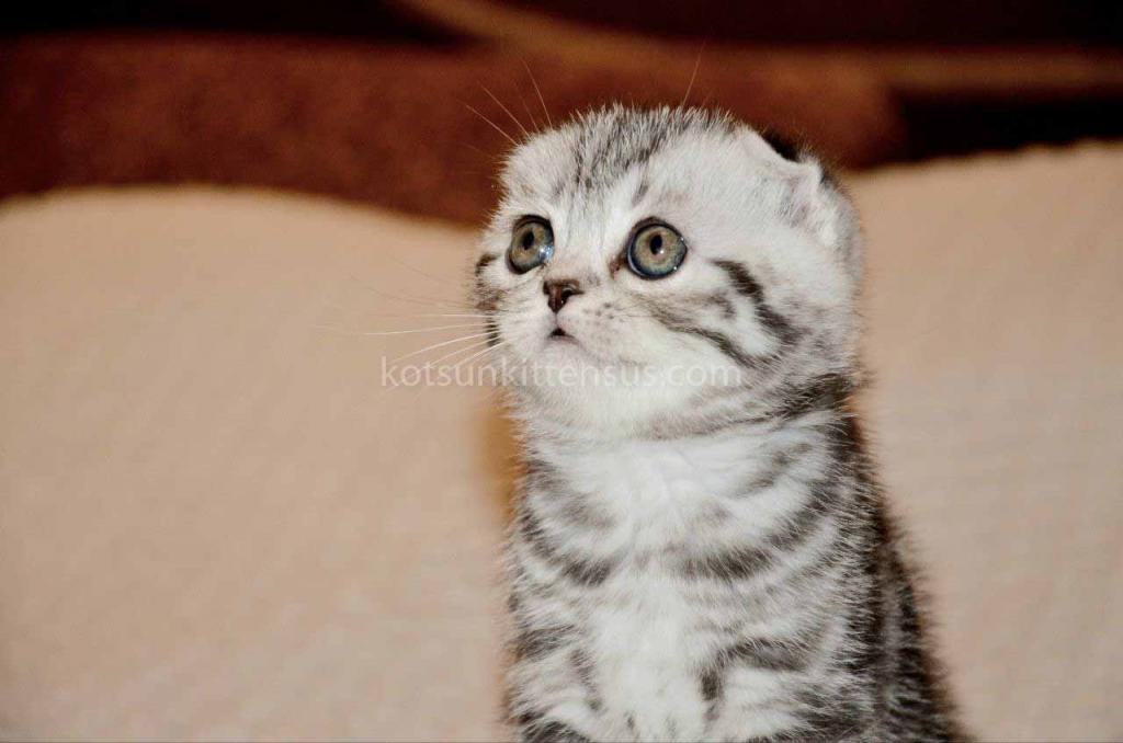 Elke Tiger Girl Black Silver Tabby Scottish Fold photo 9