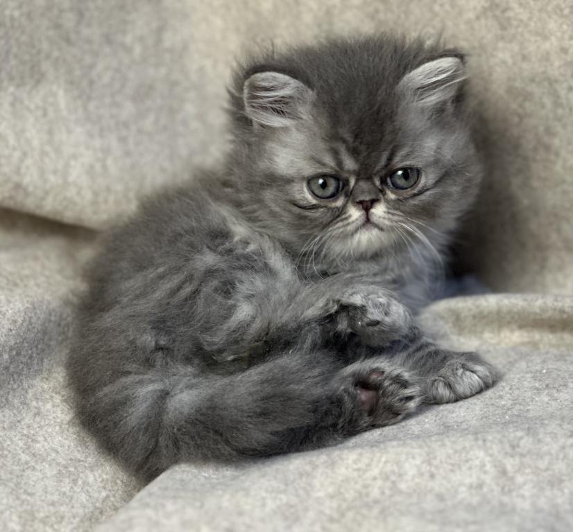 SP15 Dahlia Blue Cream Dilute Tortie Smoke Female photo 6