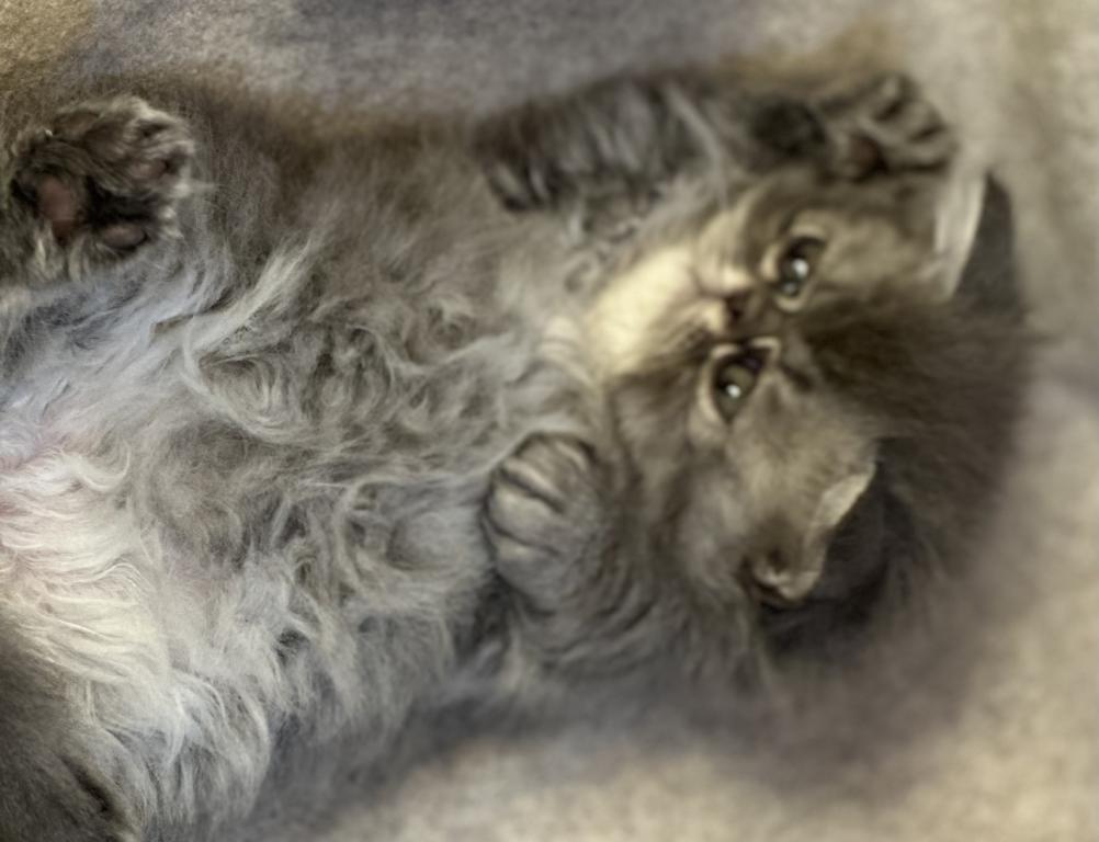 SP15 Dahlia Blue Cream Dilute Tortie Smoke Female photo 4