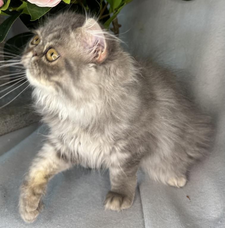 SP15 Dahlia  Blue Dilute Tortie Cream Female photo 11