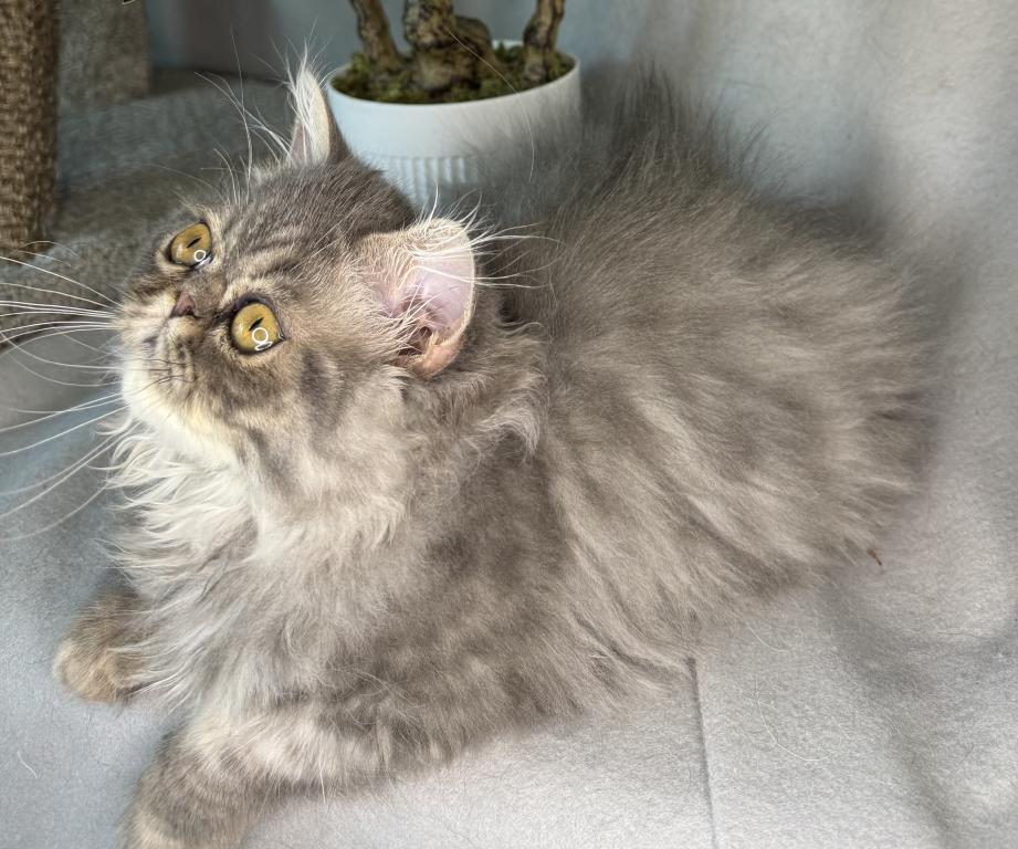SP15 Dahlia  Blue Dilute Tortie Cream Female photo 10