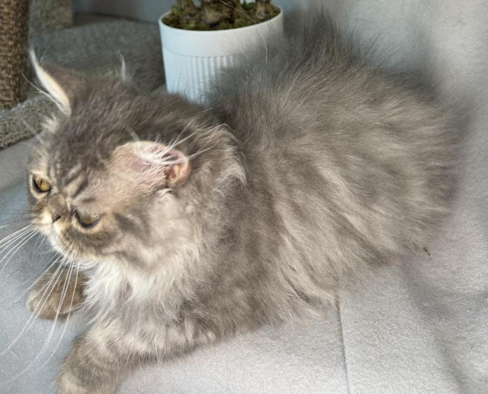 SP15 Dahlia  Blue Dilute Tortie Cream Female photo 9
