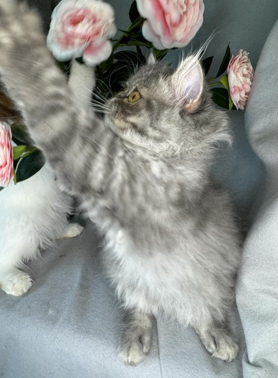 SP15 Dahlia  Blue Dilute Tortie Cream Female photo 8