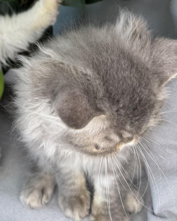 SP15 Dahlia  Blue Dilute Tortie Cream Female photo 7