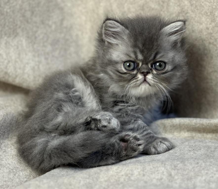 SP15 Dahlia  Blue Dilute Tortie Cream Female photo 19