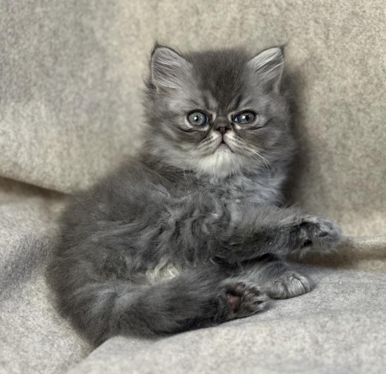 SP15 Dahlia  Blue Dilute Tortie Cream Female photo 15