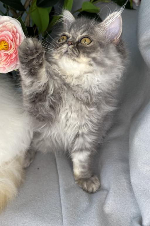 SP15 Dahlia  Blue Dilute Tortie Cream Female photo 2