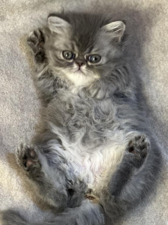 SP15 Dahlia  Blue Dilute Tortie Cream Female photo 16