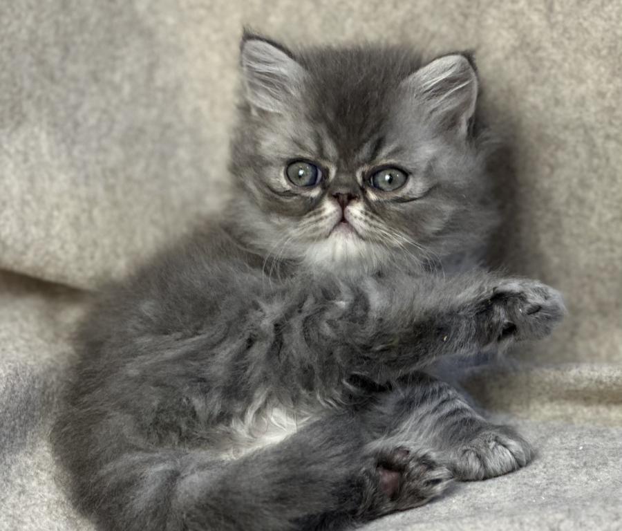 SP15 Dahlia  Blue Dilute Tortie Cream Female photo 18