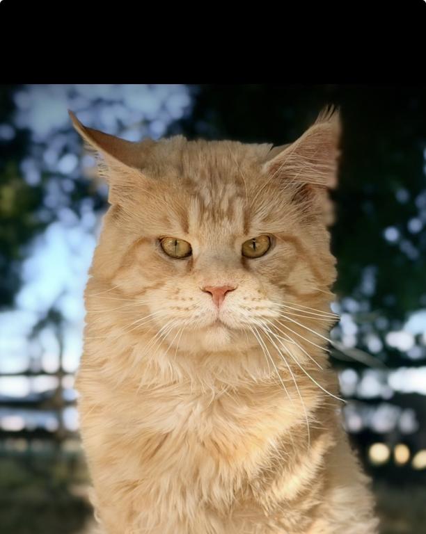 Bugatto