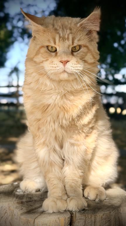 Bugatto photo 6