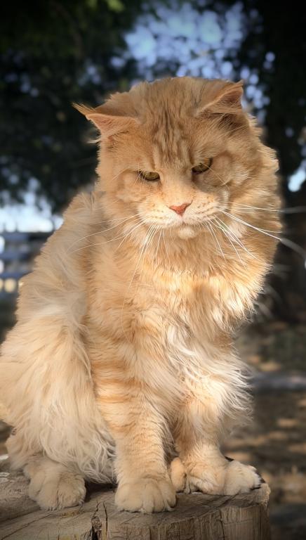 Bugatto