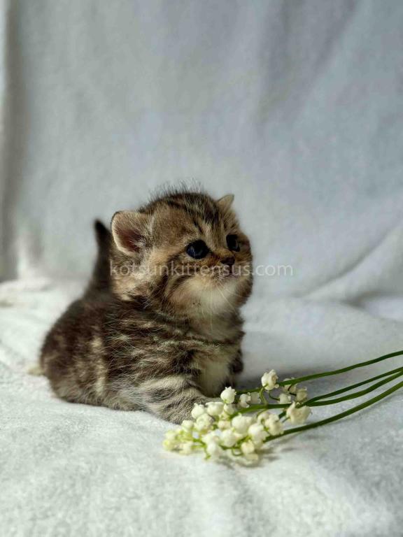 Umi Tiny Classic Tabby Short Legs Munchkin Baby photo 2